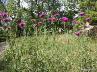 anobello-26-05-2013 10-16-50